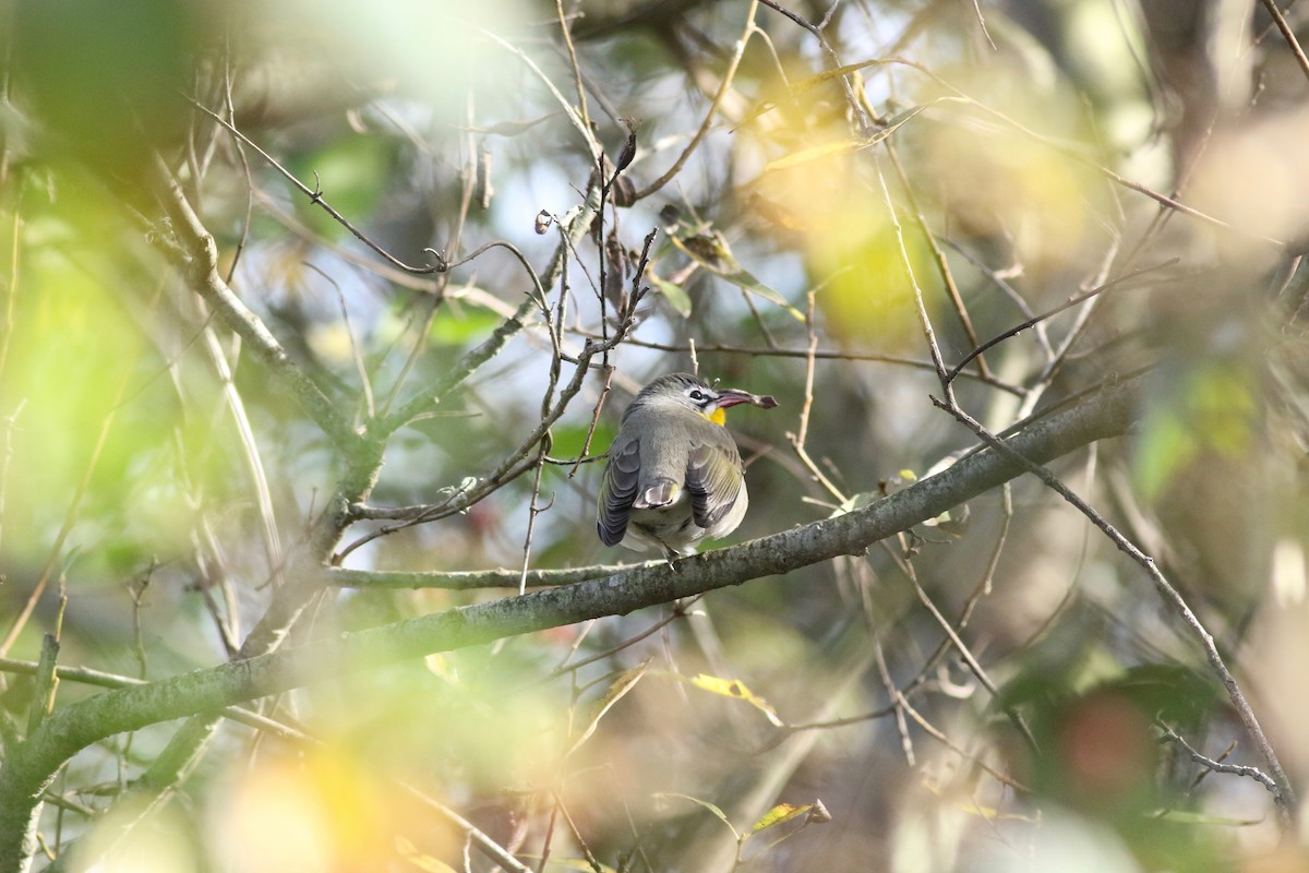 Yellow-breasted Chat - Hugo Ceja