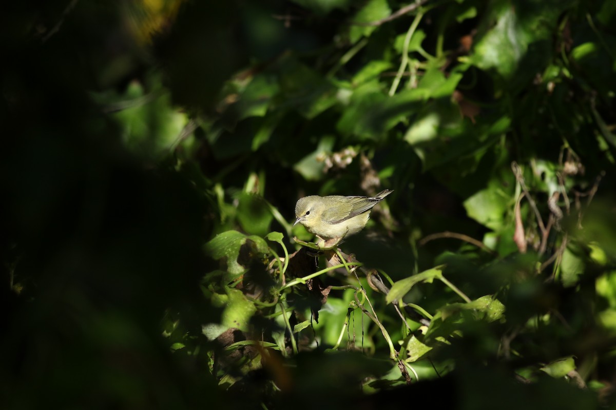 Tennessee Warbler - Hugo Ceja