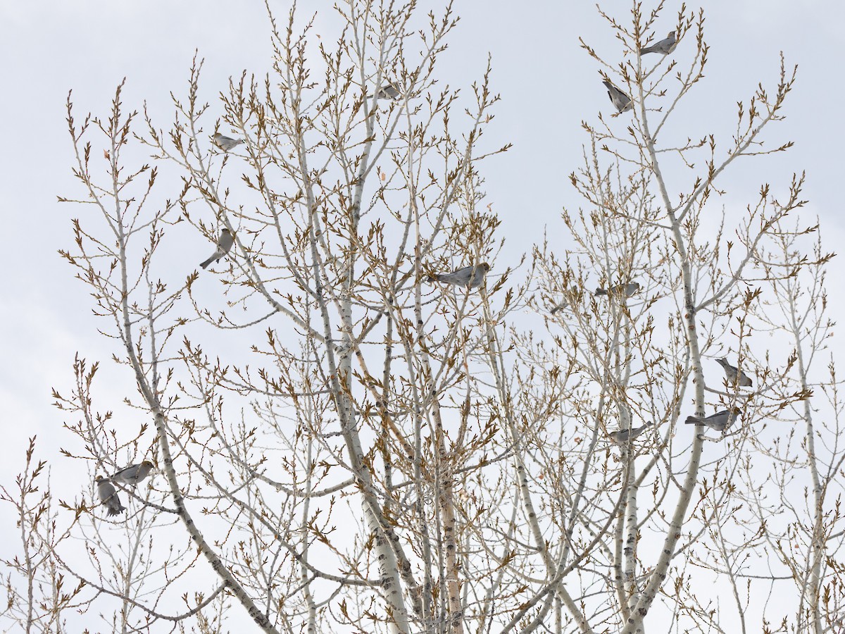 Pine Grosbeak - ML129955221