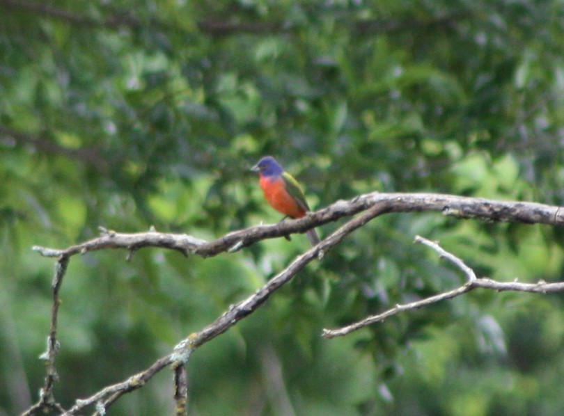 Painted Bunting - ML129955961