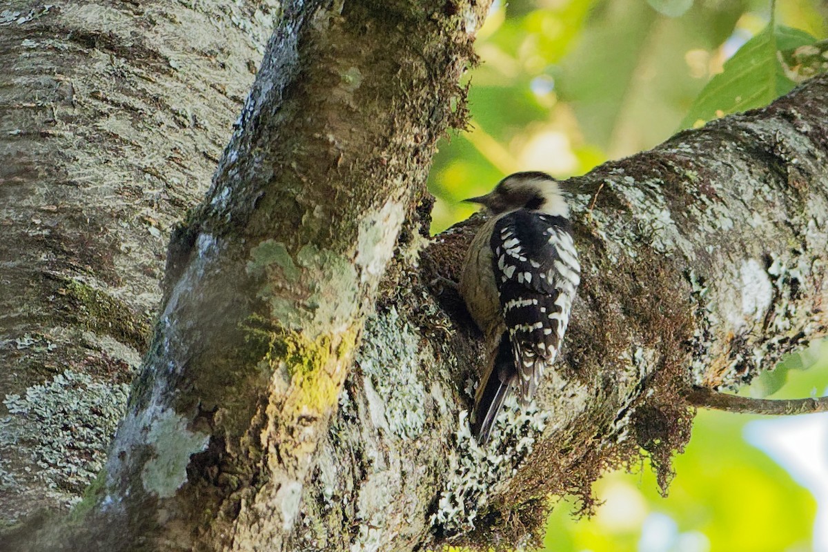 Gray-capped Pygmy Woodpecker - ML129957021