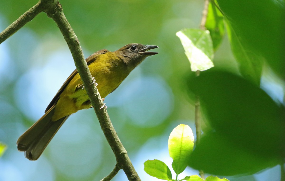 Black-throated Shrike-Tanager - ML129957821