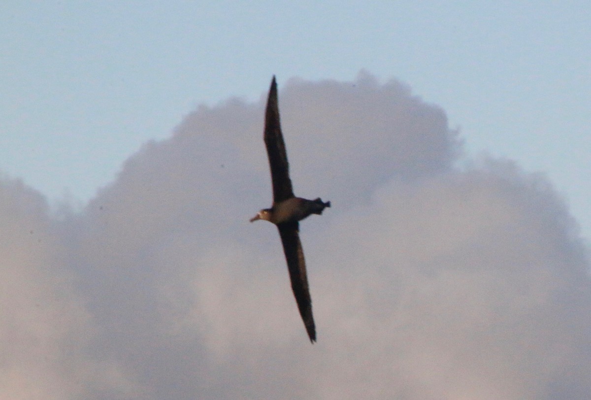 Albatros à pieds noirs - ML129958351