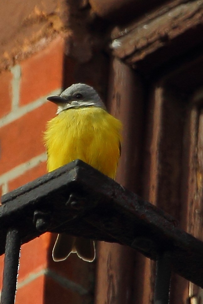 Couch's Kingbird - ML129959041