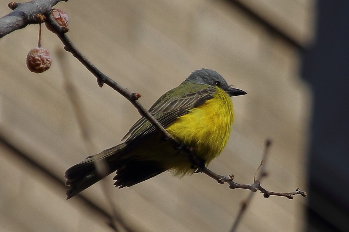 Couch's Kingbird - ML129959081