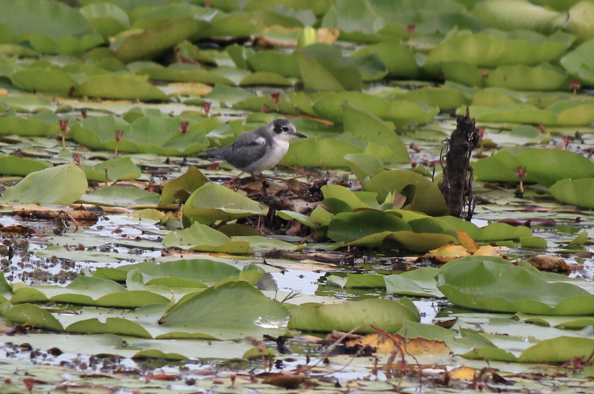 Black Tern - ML129959871