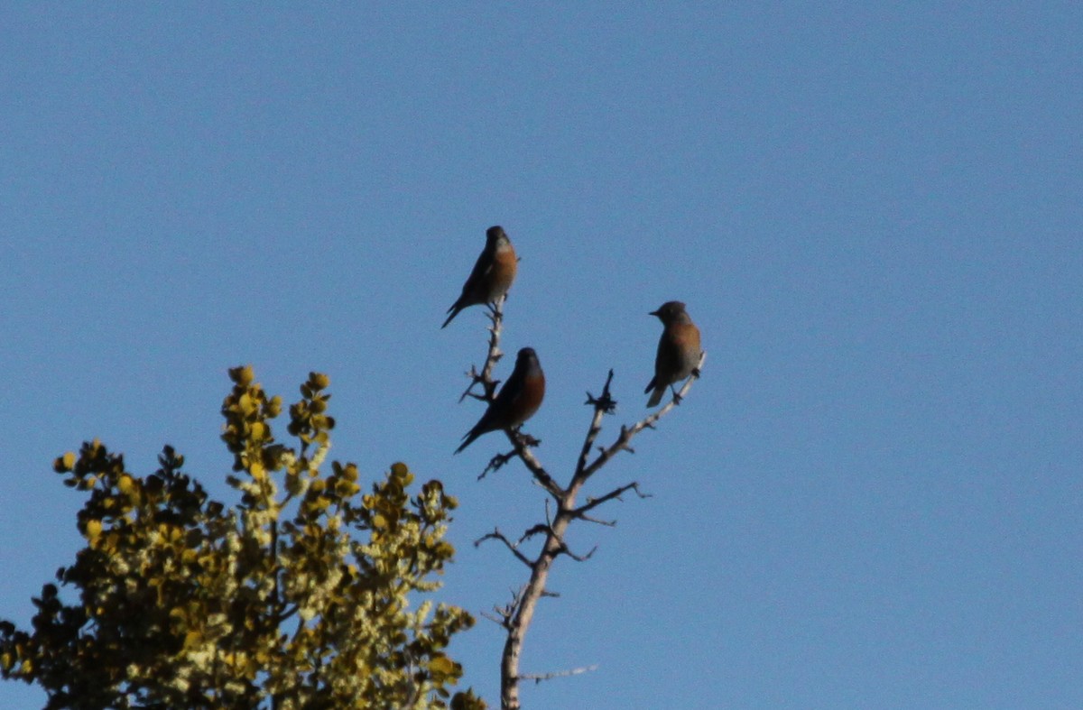 Western Bluebird - Guy David