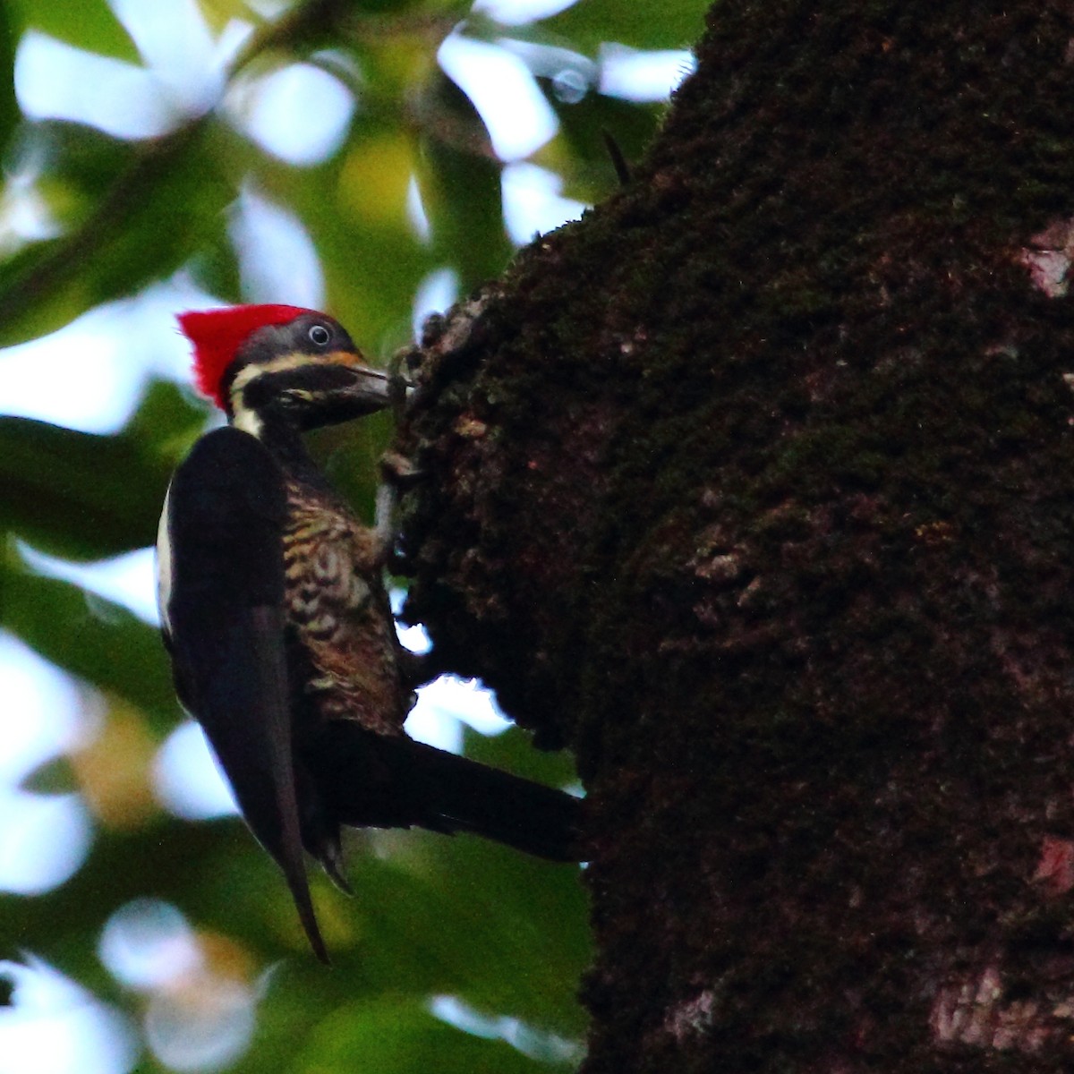 Lineated Woodpecker - ML129960381