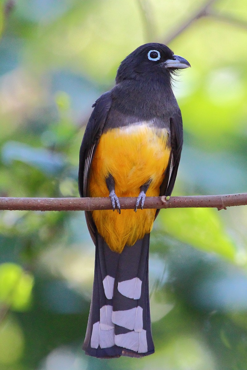 Black-headed Trogon - ML129960391