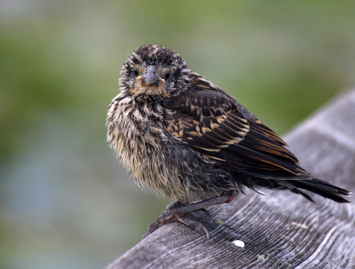 Red-winged Blackbird - ML129960921