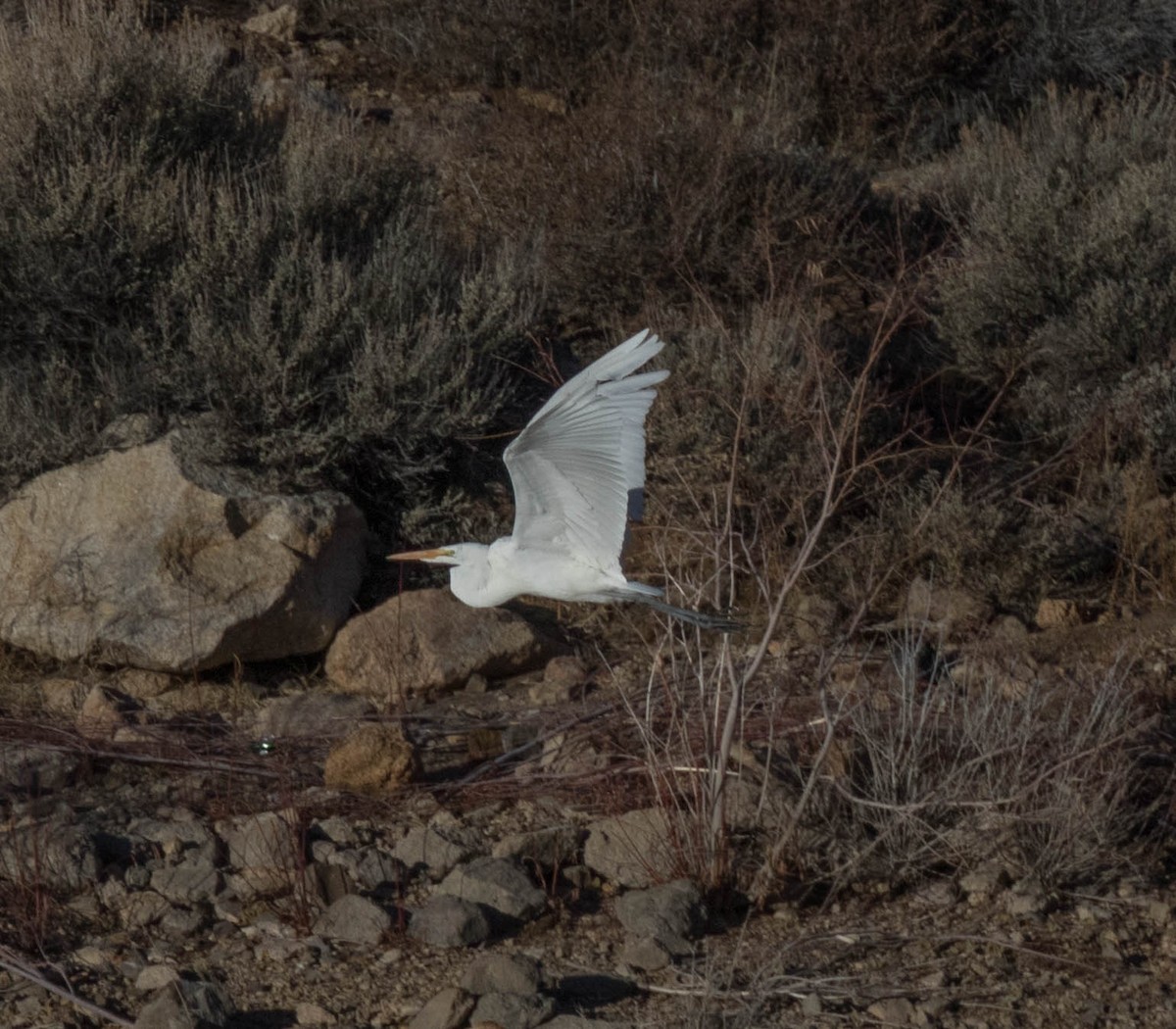 Great Egret - ML129961781