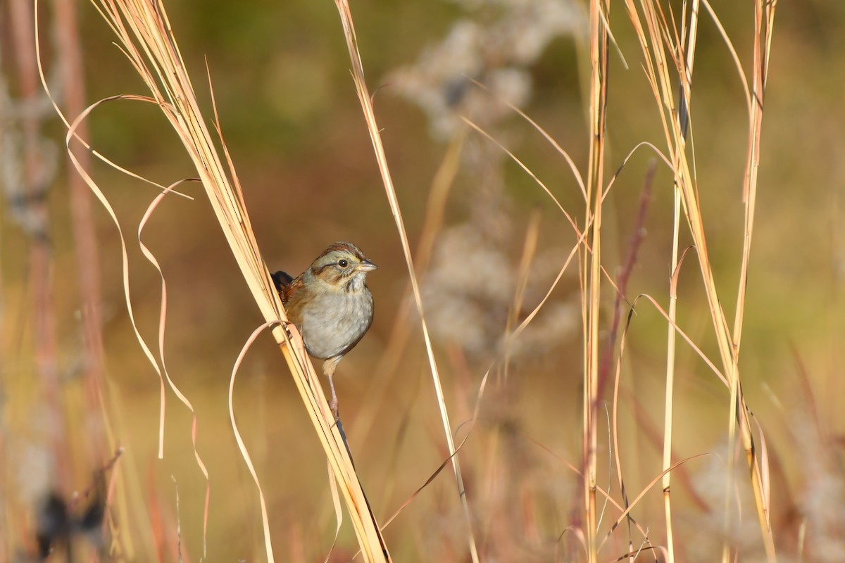 Swamp Sparrow - ML129961961