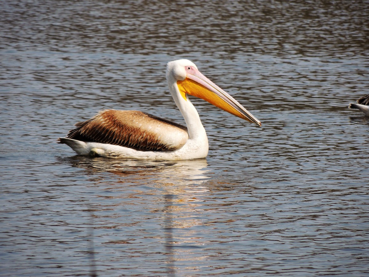 Great White Pelican - ML129962041