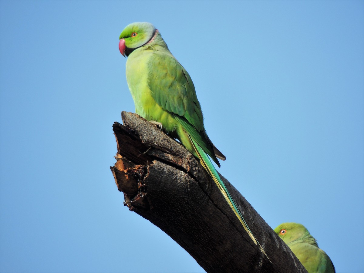 Rose-ringed Parakeet - Todd Pepper