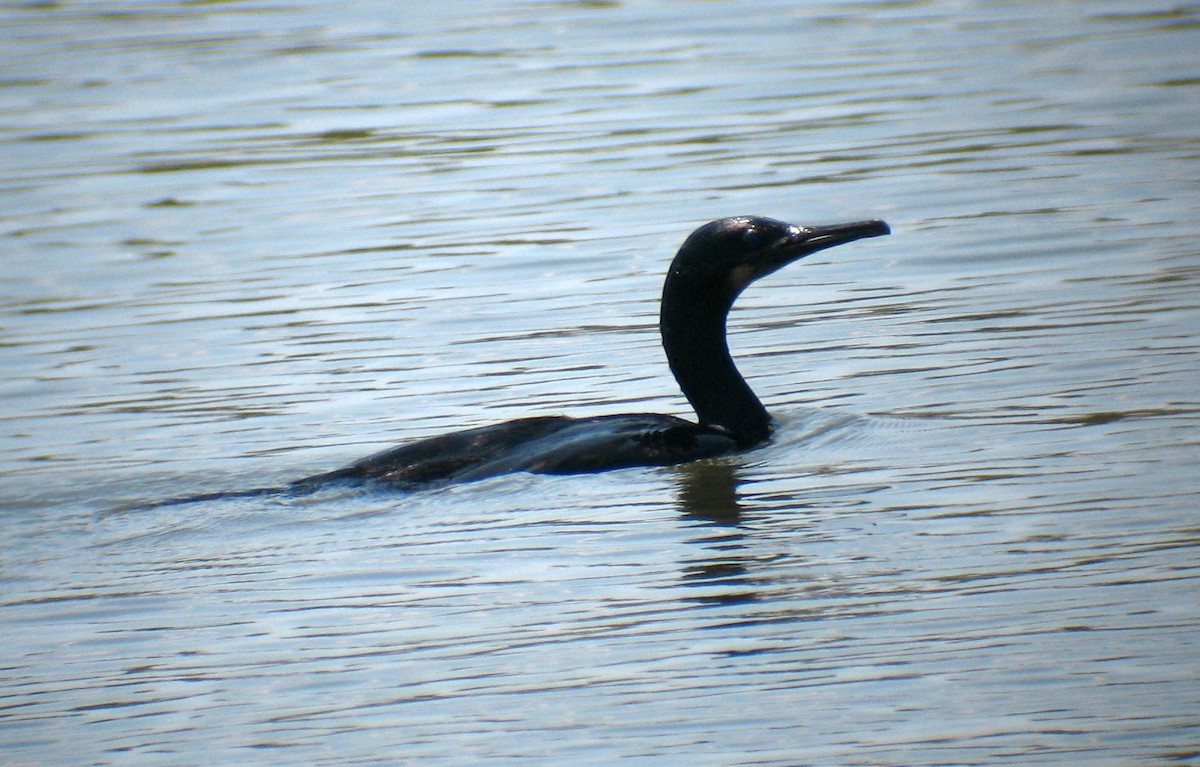 Brandt's Cormorant - ML129963791