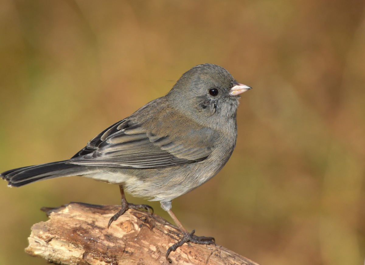 Dark-eyed Junco (Slate-colored) - Jonathan Irons
