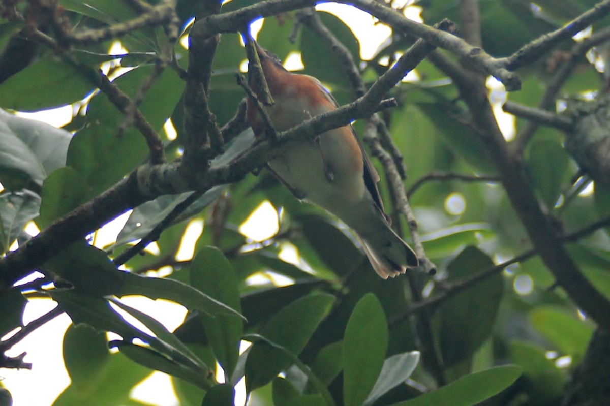Bay-breasted Warbler - Janine Robin