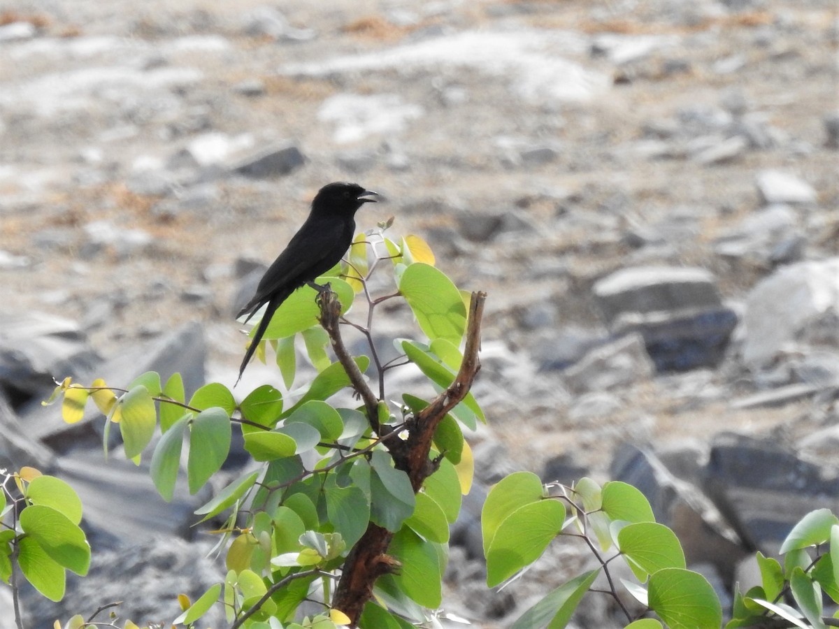 Fork-tailed Drongo - ML129968561