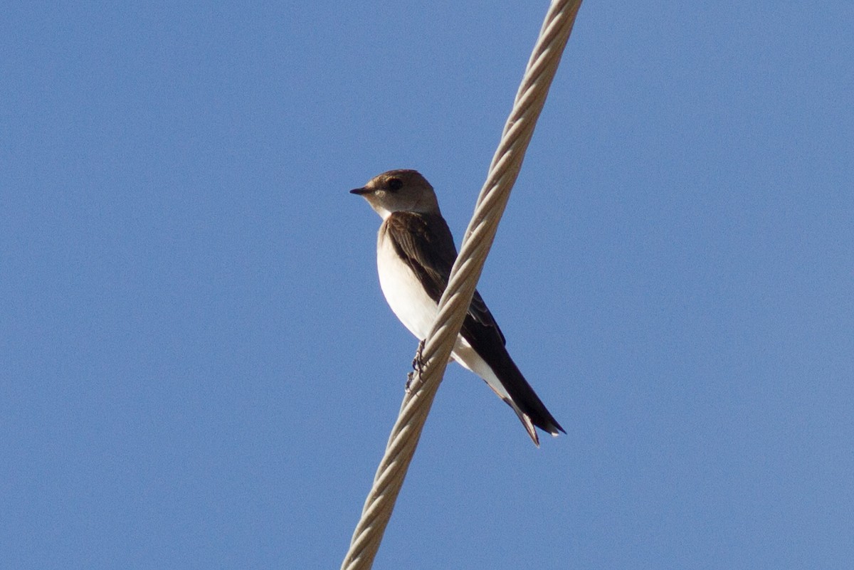Northern Rough-winged Swallow - ML129971831