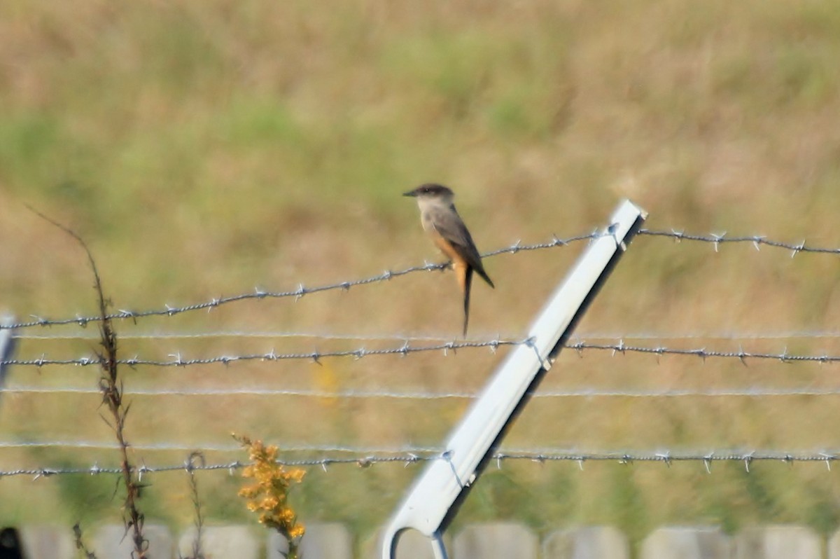 Say's Phoebe - ML129972221