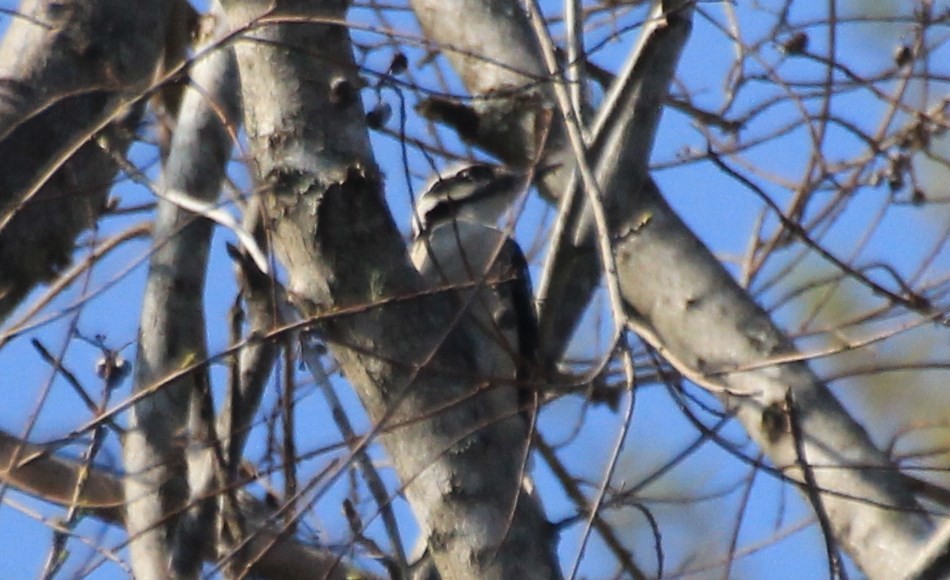 Hairy Woodpecker - ML129972291