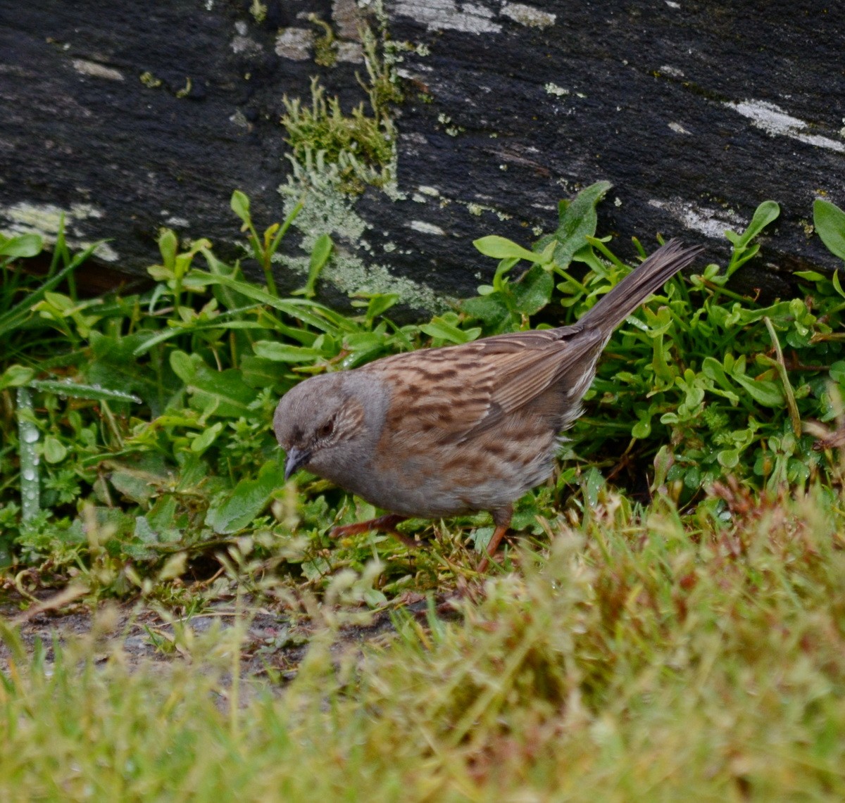 Dunnock - Jean and Bob Hilscher