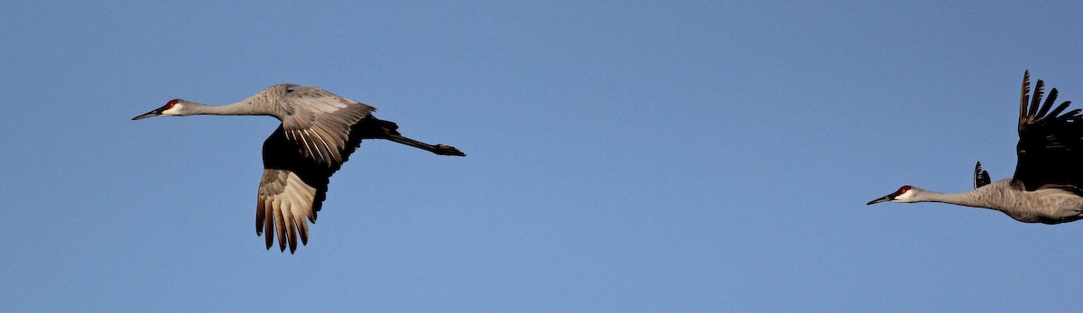 Sandhill Crane - ML129976721