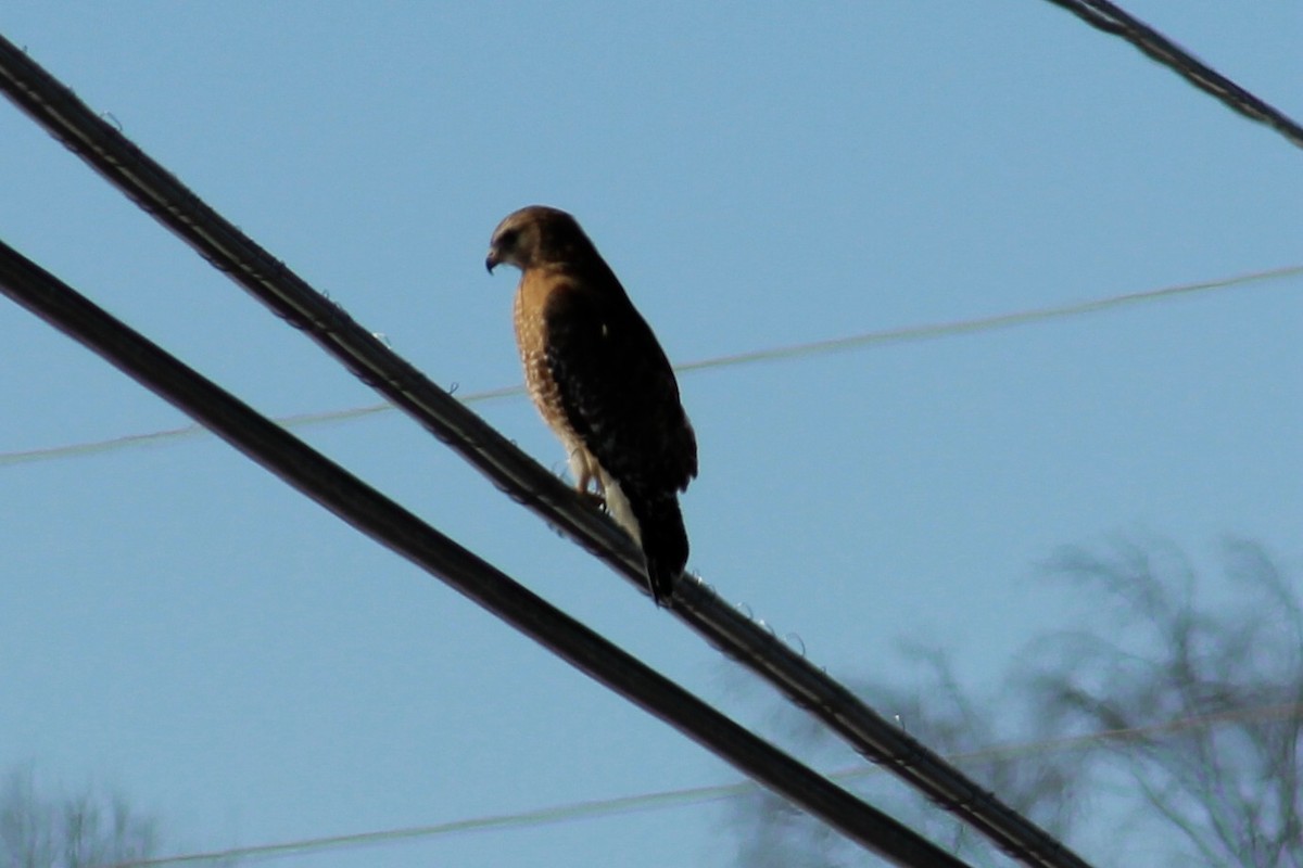 Red-shouldered Hawk - ML129977071