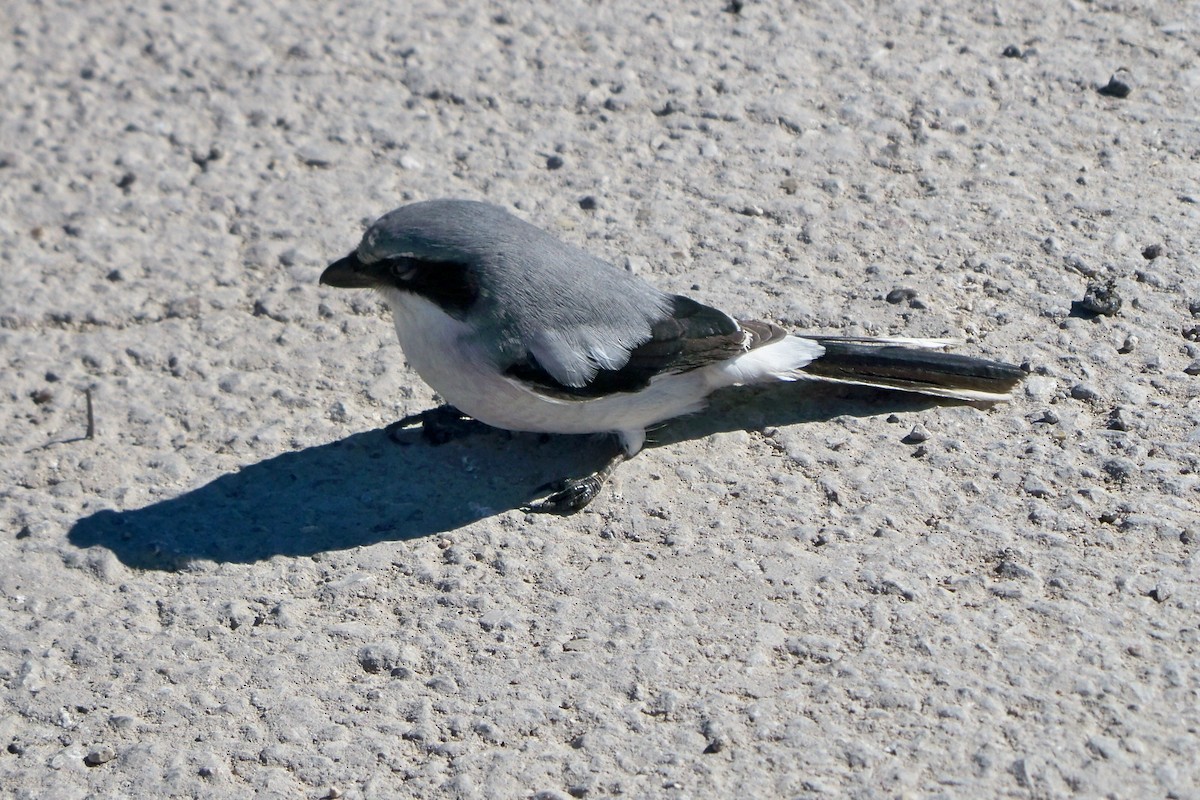 Loggerhead Shrike - Peter & Jane Wolfe