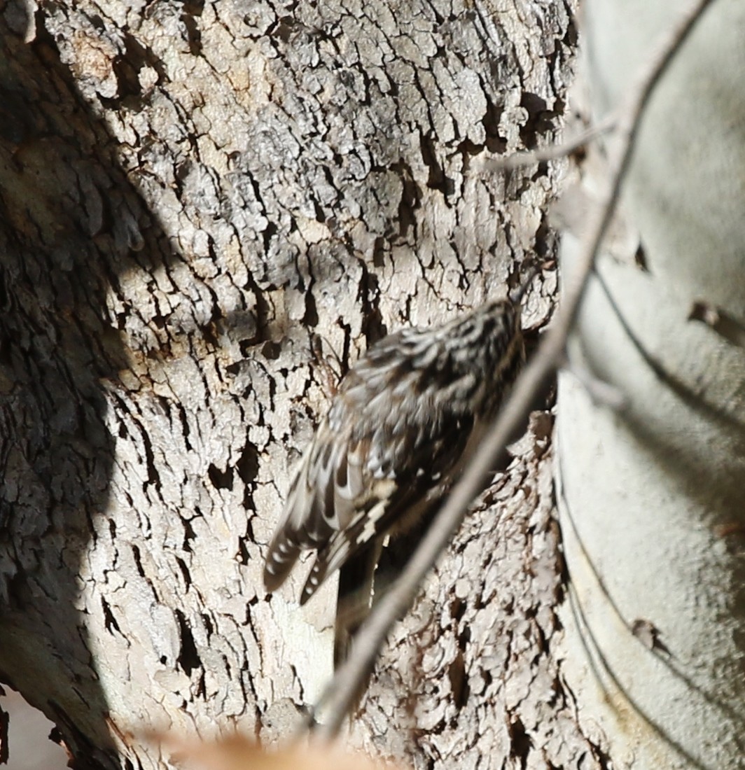 Brown Creeper - ML129978461