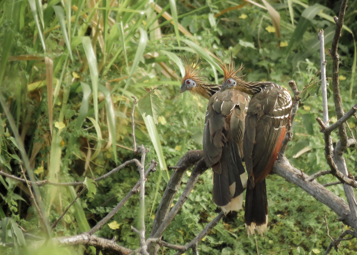 Hoatzin - ML129978781