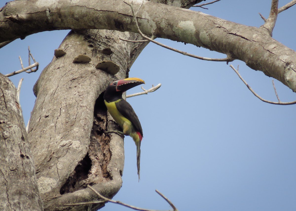 Green Aracari - ML129979921