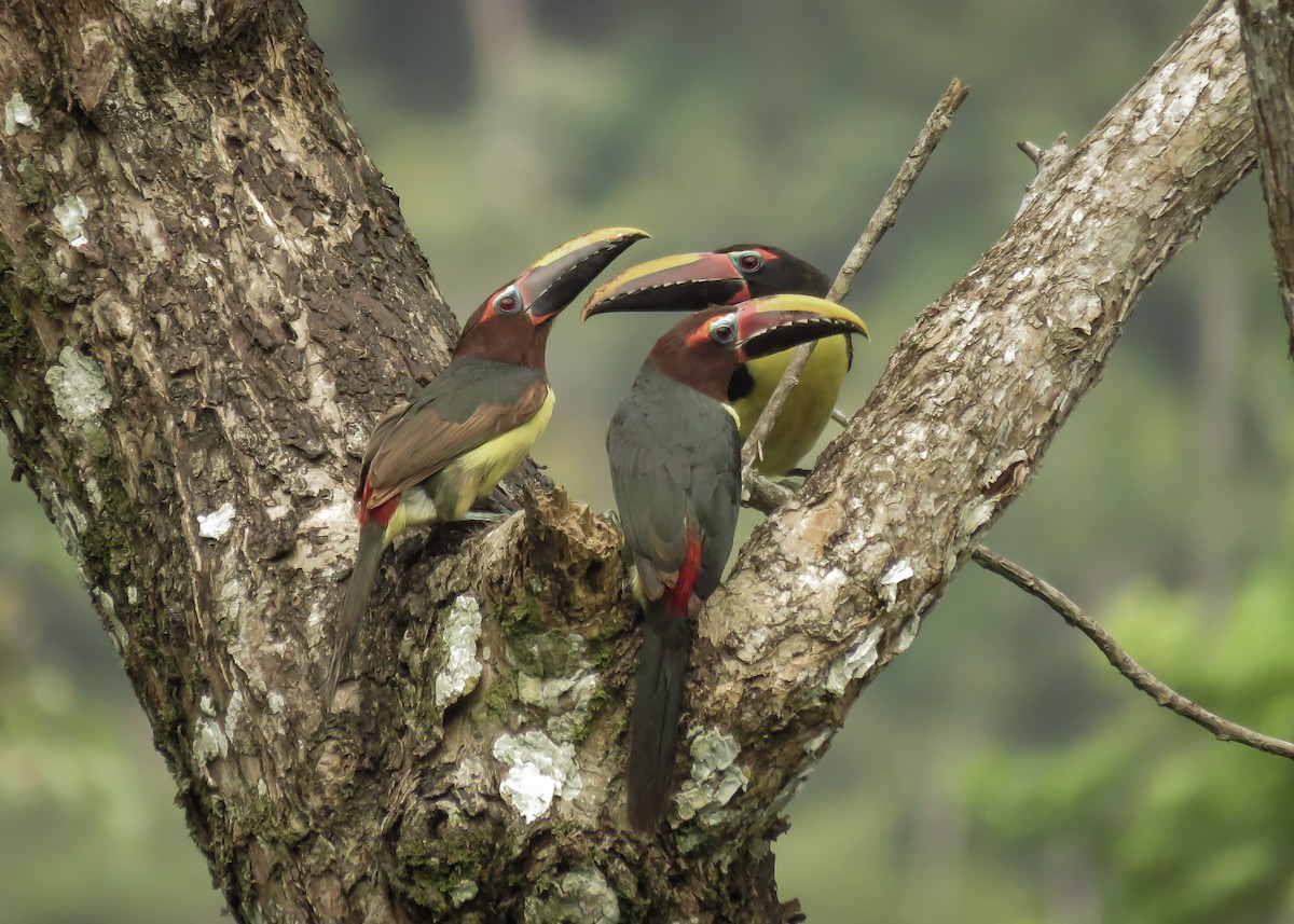 Green Aracari - ML129979971