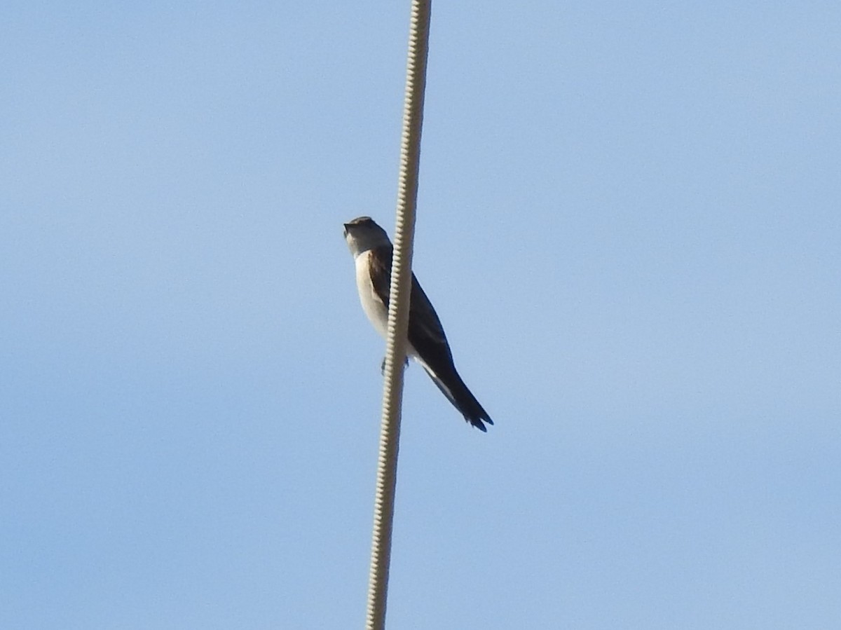 Northern Rough-winged Swallow - ML129980001