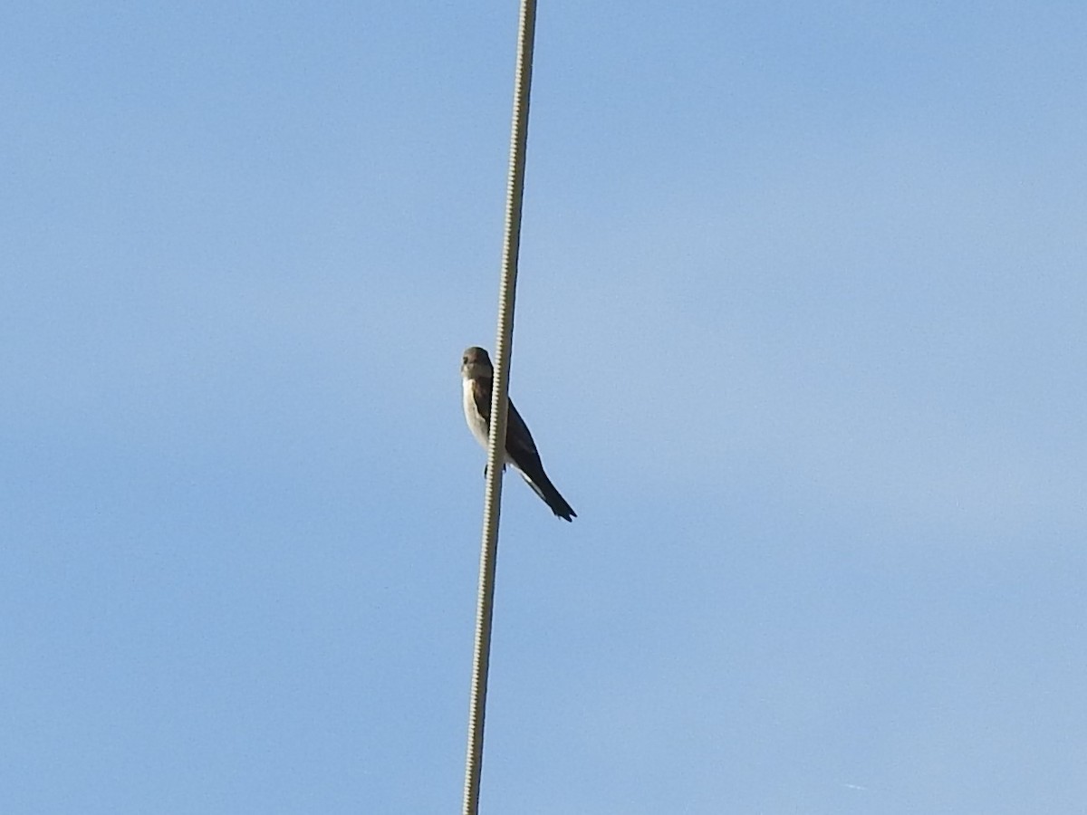 Northern Rough-winged Swallow - ML129980011