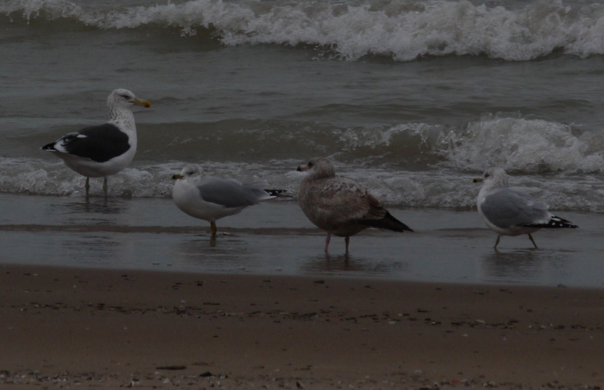 Kelp x American Herring Gull (hybrid) - ML129980501