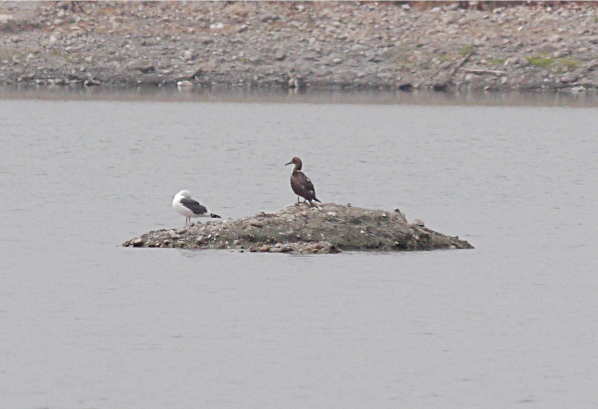 Blue-footed Booby - ML129980931