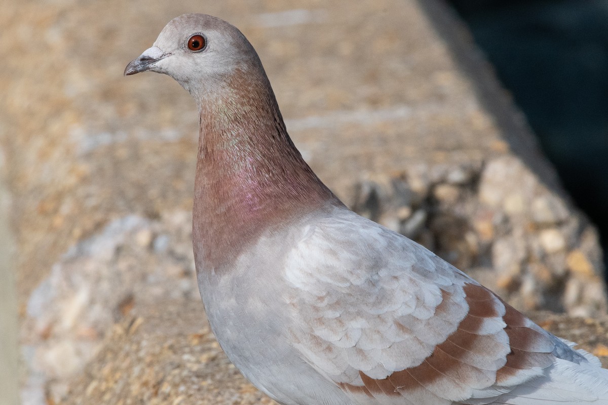 Сизый голубь (Одомашненного типа) - ML129981071