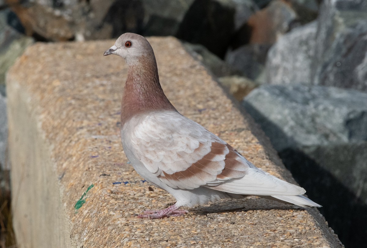 Rock Pigeon (Feral Pigeon) - Christopher Gilbert