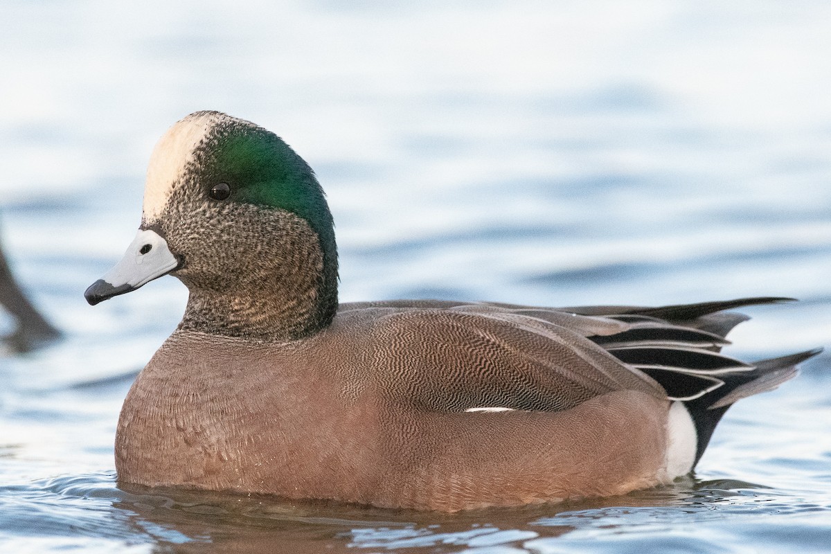 American Wigeon - ML129981461