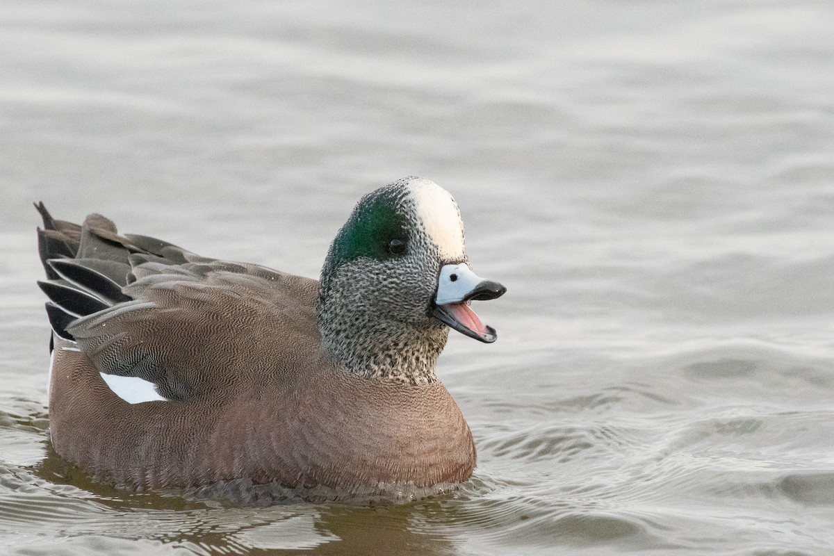 American Wigeon - ML129981481