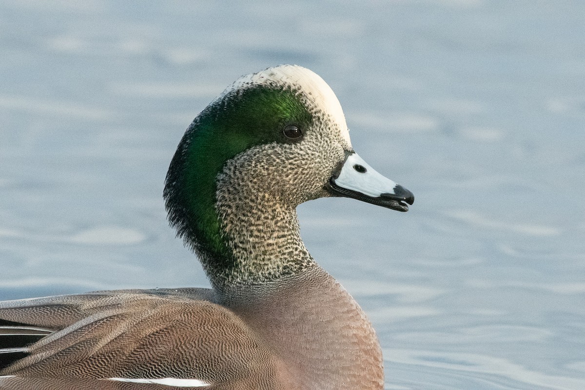 American Wigeon - ML129981491