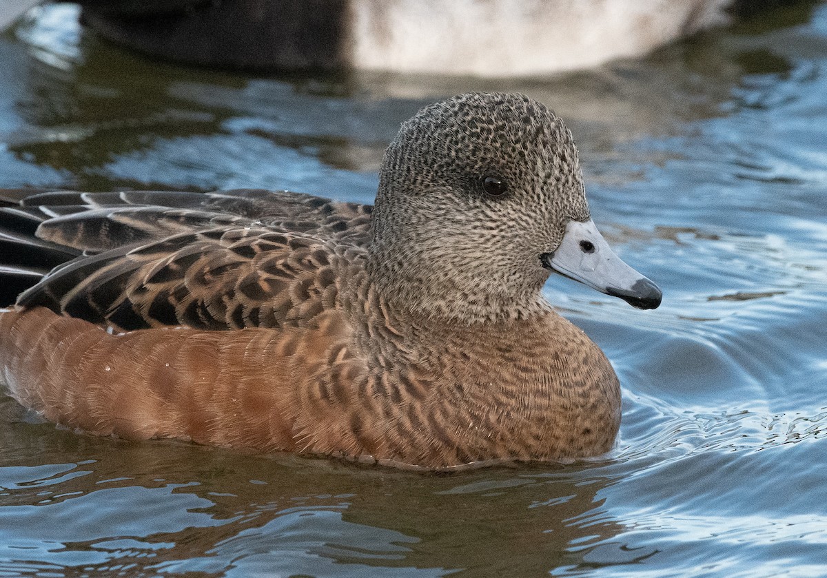 American Wigeon - ML129981501