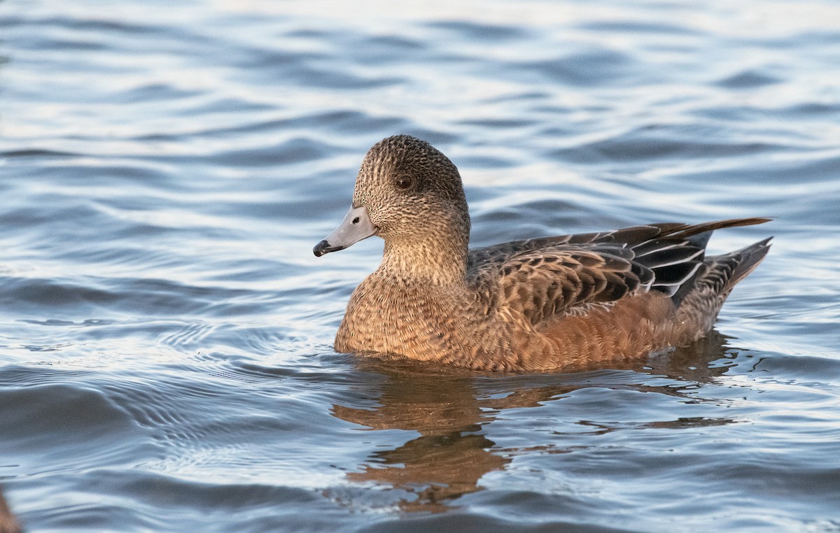 American Wigeon - ML129981541