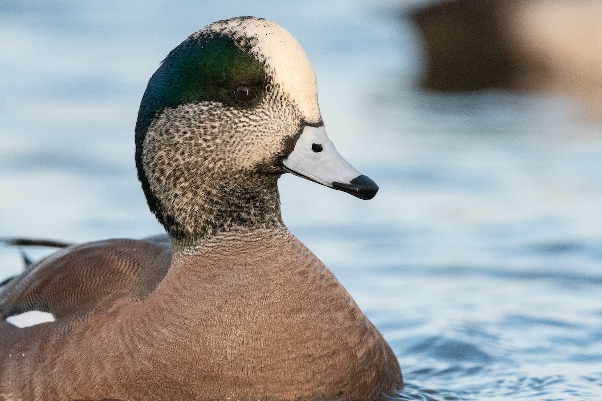 American Wigeon - ML129981551