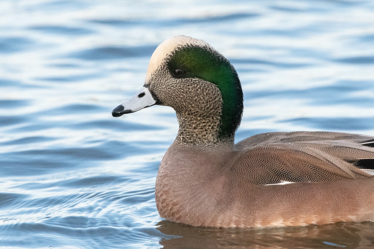 American Wigeon - ML129981561