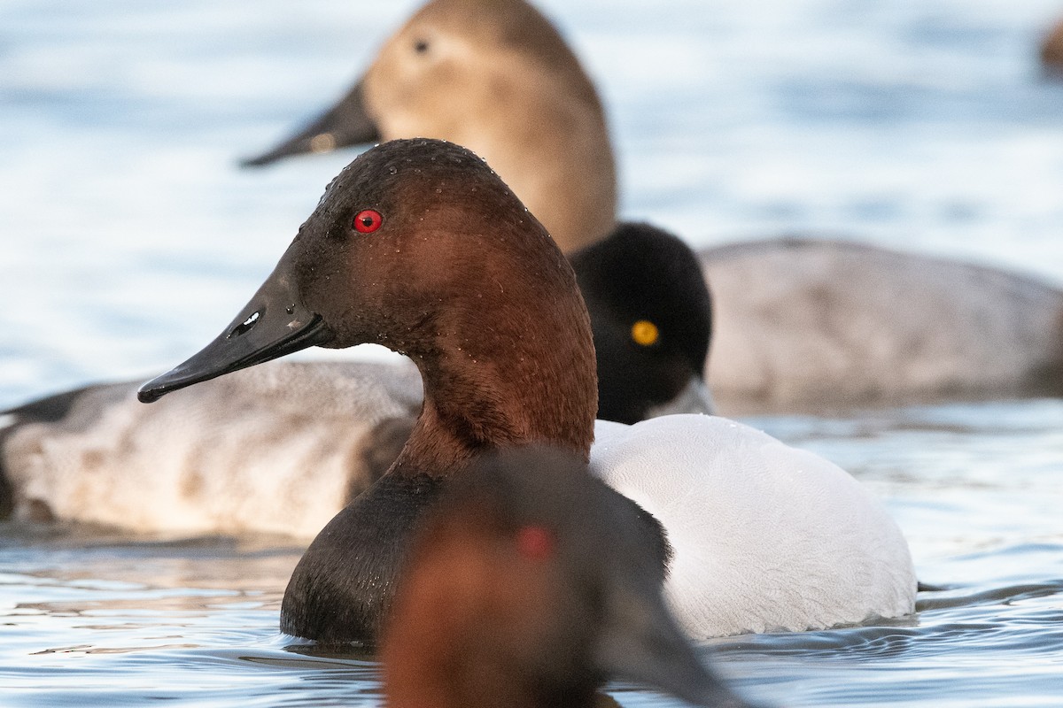 Canvasback - ML129981721