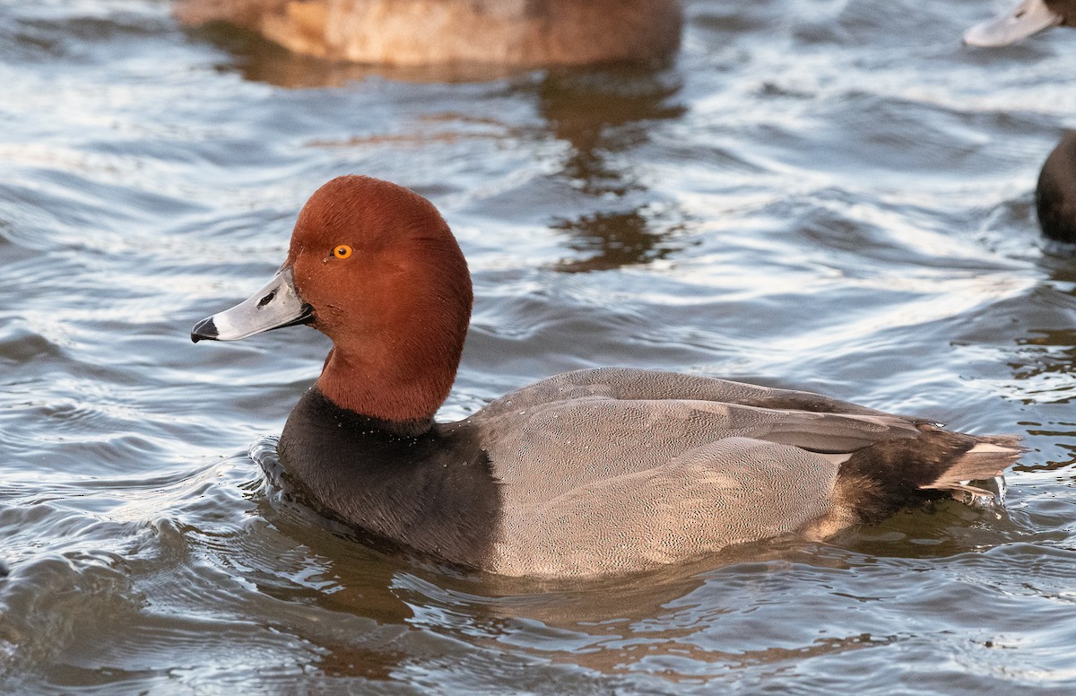 Redhead - ML129981861