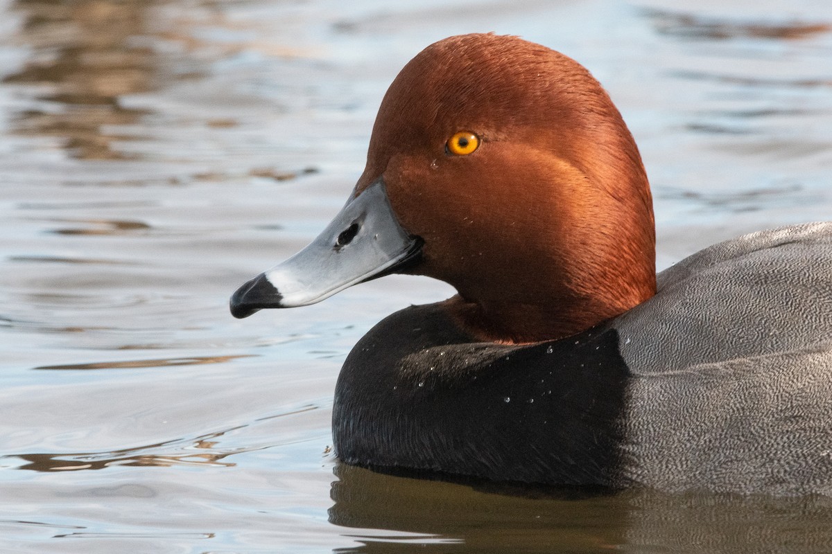 Redhead - ML129981881