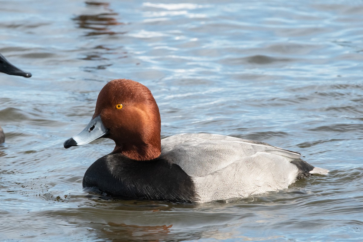 Redhead - ML129981891